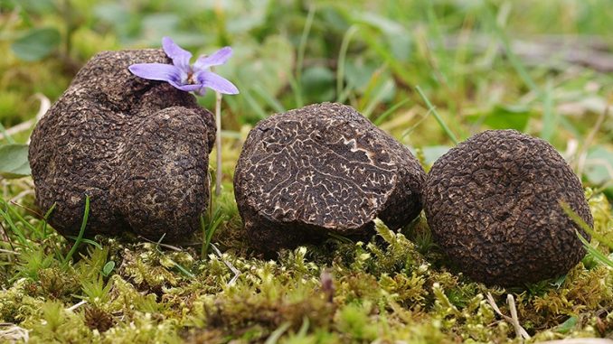 Trufa tipo Tuber Melanosporum en Boniches